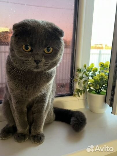 Шотландская вислоухая девочка отдам в добрые руки