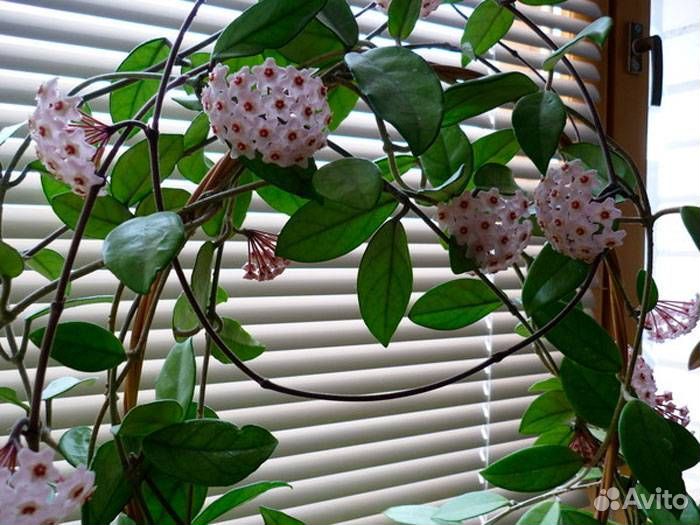 Хойя. Комнатное растение