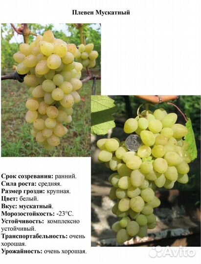 Виноград плевен саженцы