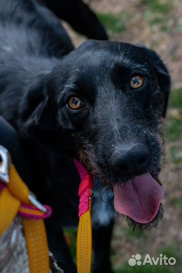 Дратхаар в добрые руки