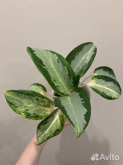 Аглаонема уши слона