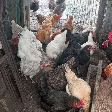 Куры несушки домашние