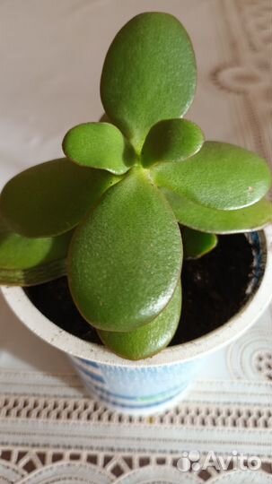 Крассула толстянка