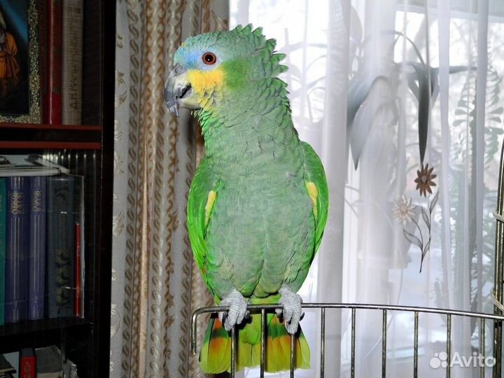 Продам попугая