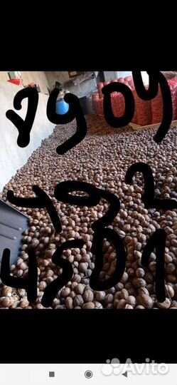 Орех грецкий(объем)