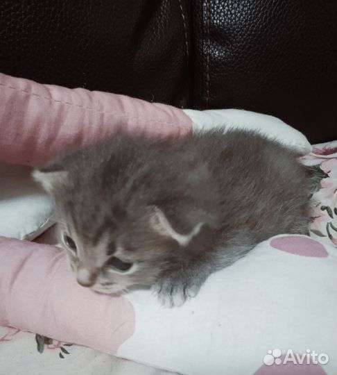 Кошка