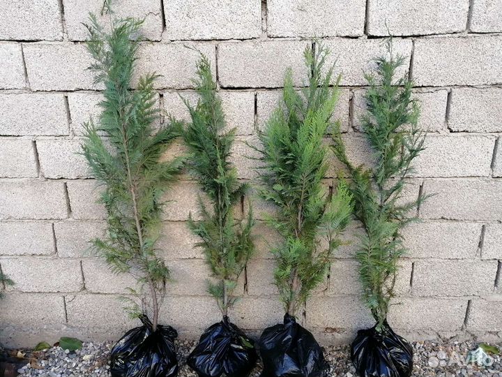 Туя колумна, ель голубая, кипарисовик