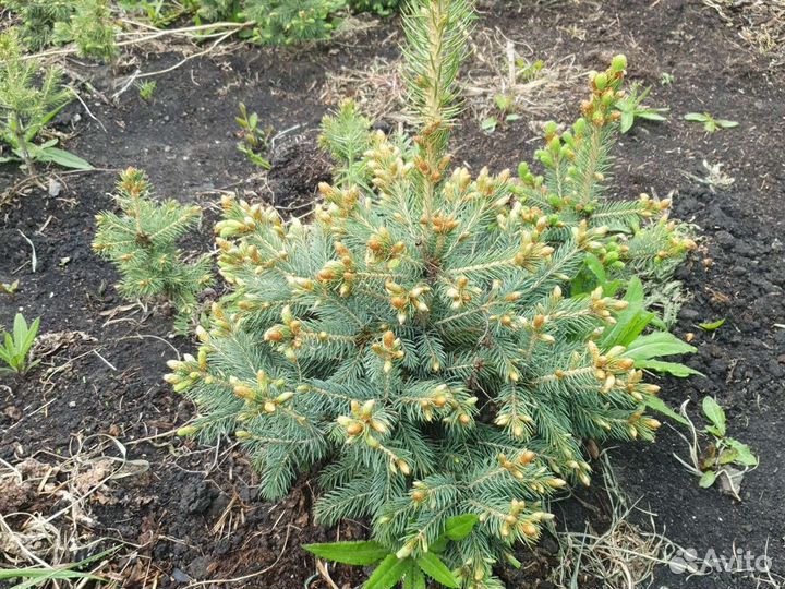 Ель голубая с комом земли