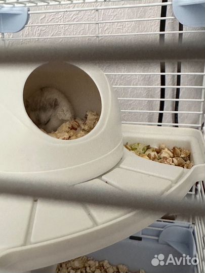 Джунгарский хомяк с клеткой