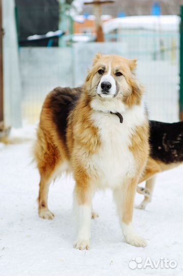 Невероятной красоты собака ищет дом