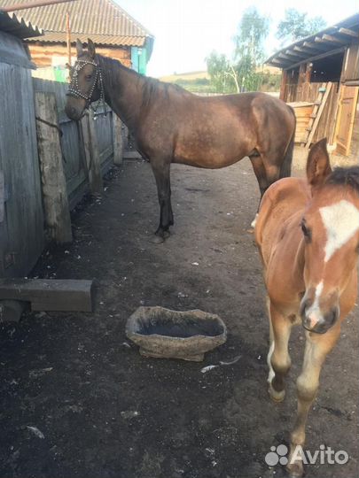 Кобыла с жеребенком