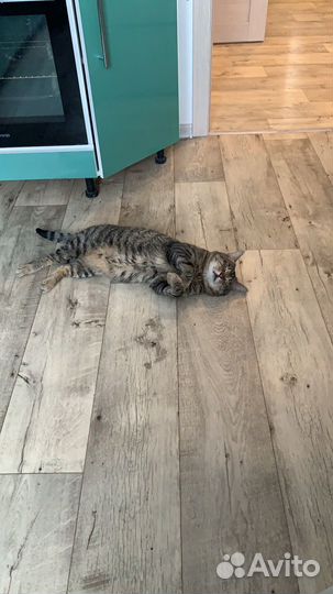 Кот бесплатно