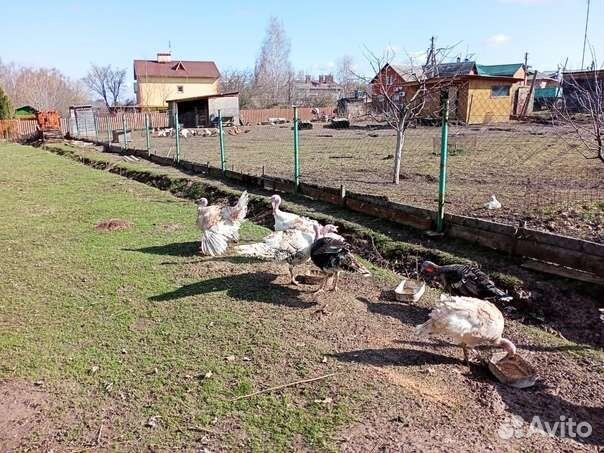Домашняя птица
