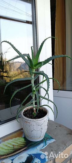 Алоэ столетник