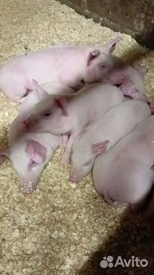 Поросенок ландрас