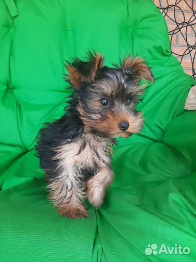 Йоркширский терьер