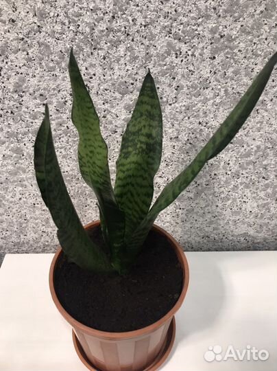 Большой Щучий хвост