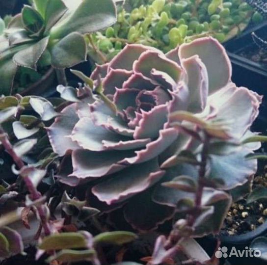 Суккуленты