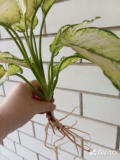 Аглаонема white киви