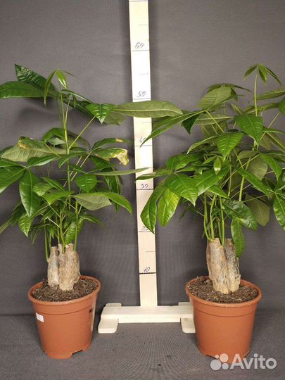 Пахира Акуатика