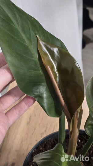 Филодендрон imperial империал ред