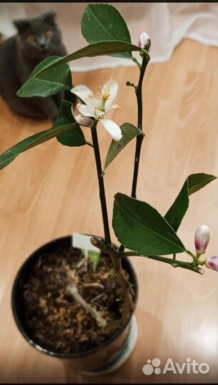 Лимон Майер на трифоле