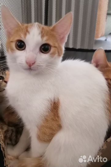 Котята бесплатно