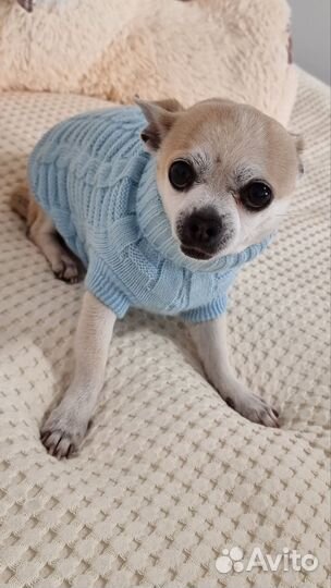 Вязаная кофта для собаки мелких пород