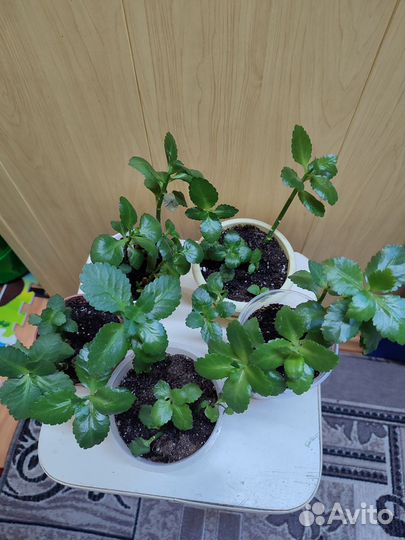 Каланхоэ декоративные