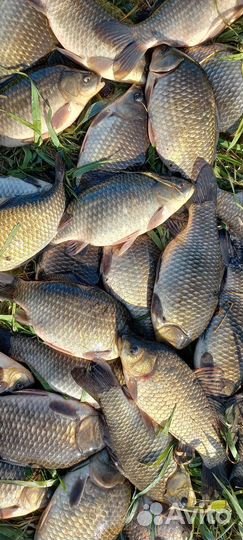 Живая рыба Карась, Щука