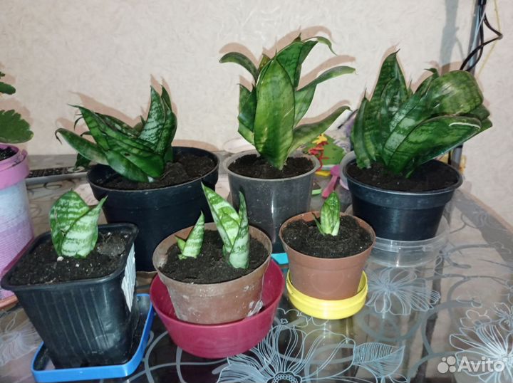 Сансевиерия