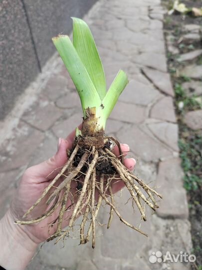 Ирисы бородатые черно-фиолетовый