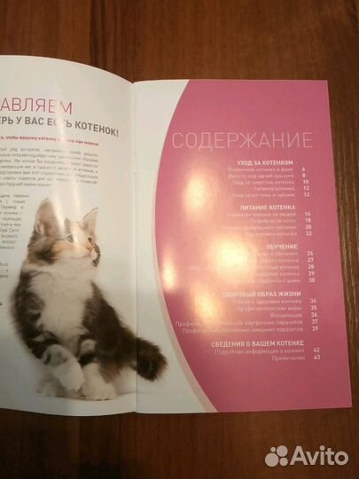 Ваш котенок