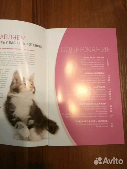 Ваш котенок