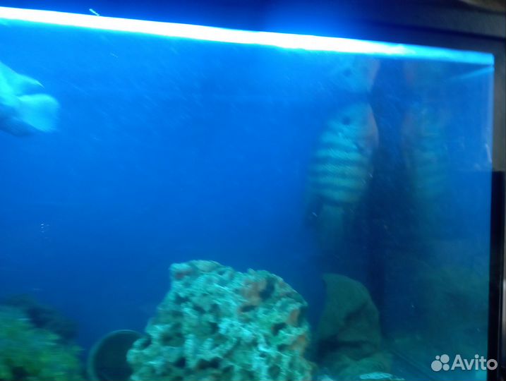Аквариумы