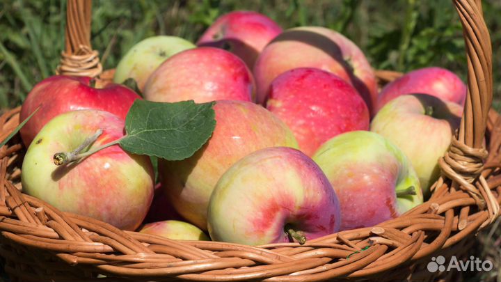 Разнорабочие на сбор яблок(вахта) оплата ежедневно