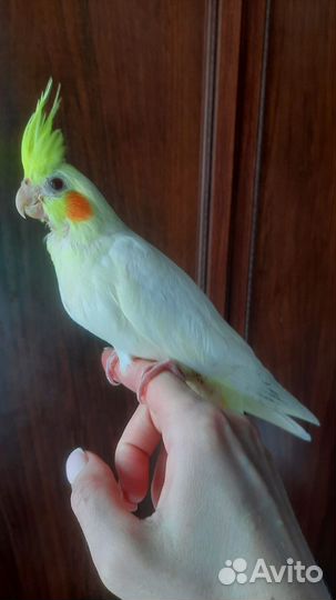 Попугай корелла абсолютно ручные птенцы
