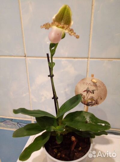 Коллекционные орхидеи
