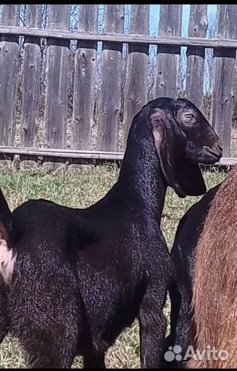 Козлята камори- нубийские