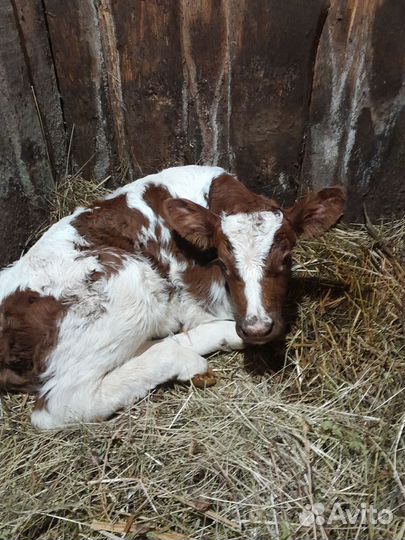 Бык чп айшир