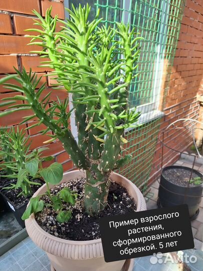 Кактус. Суккулент