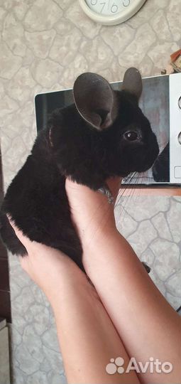 Шиншилла