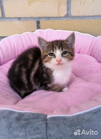Милая кошечка