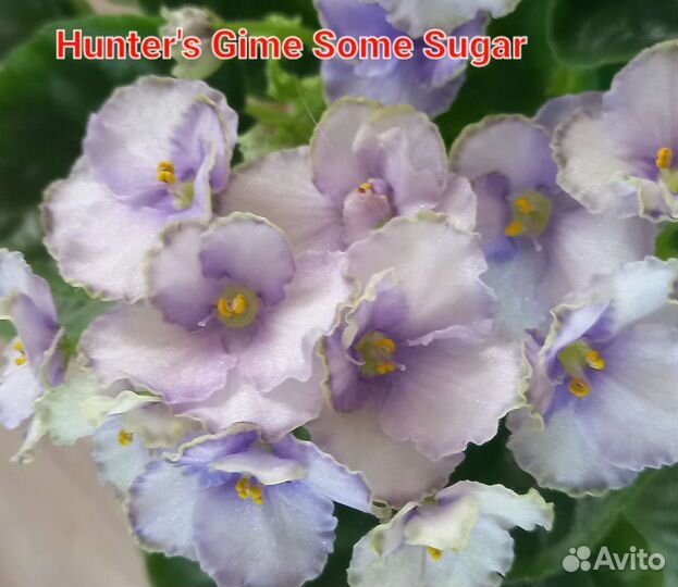 Детки сортовых фиалок