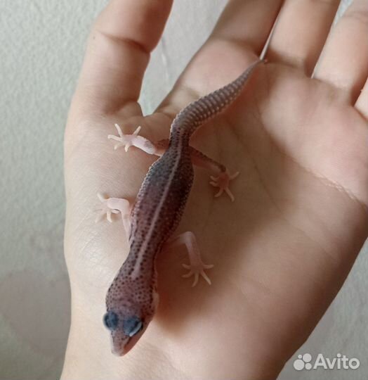 Эублефар малыши