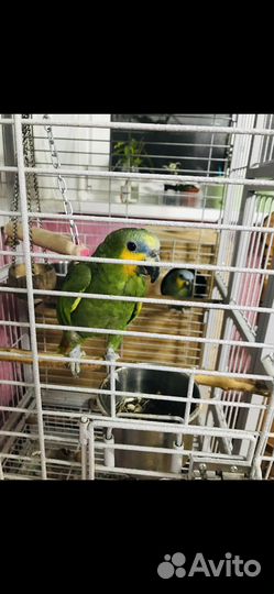 Амазоны. Пара крупных попугаев