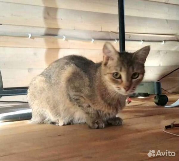 Кошечка-крошечка, 1 год