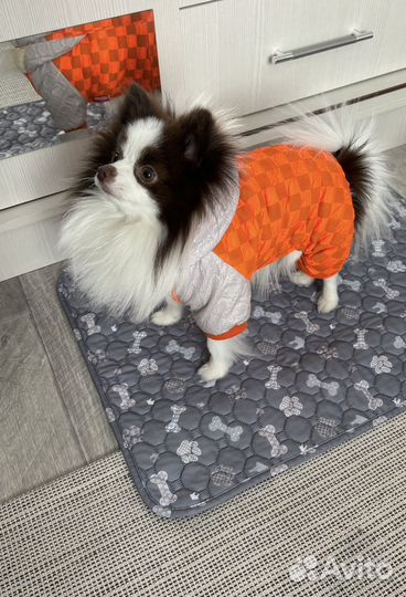 Мини шпиц на вязку (померанский)