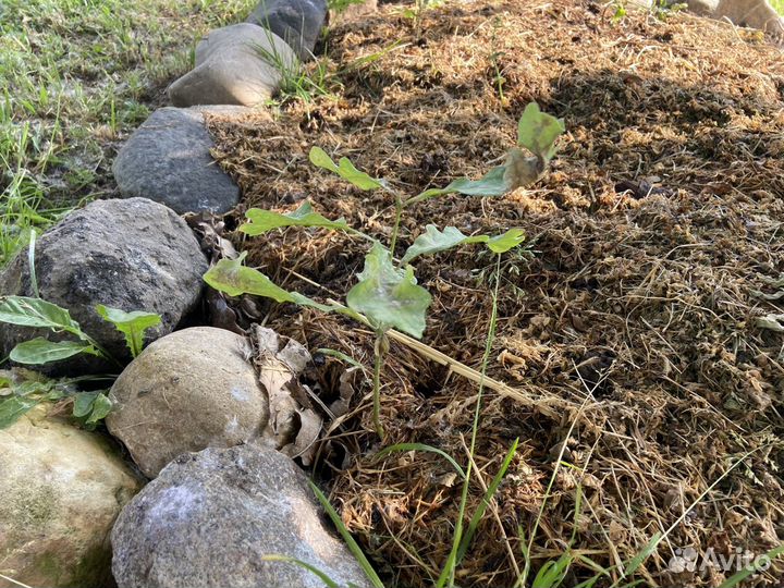 Саженцы дуба