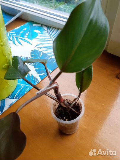 Комнатные растения